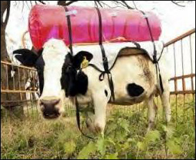 cow backpack
